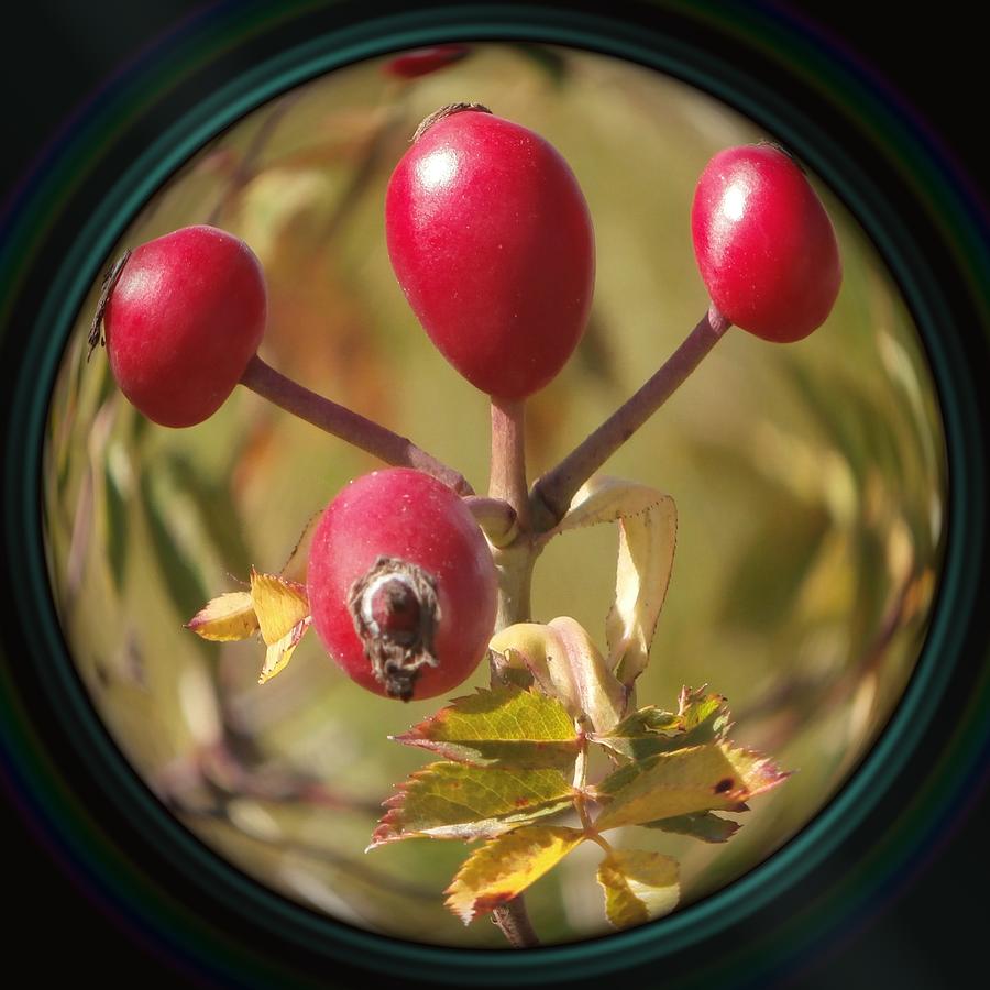 Tea Photograph - Rosehip fruit in camera lens by Miroslav Nemecek
