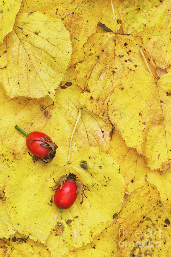 Rosehips and Birch Leaves Photograph by Tim Gainey