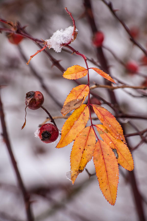 Rosehips And Leaves In Snow  Photograph by Irwin Barrett
