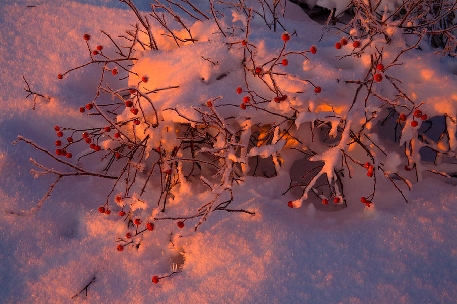 Rosehips At Winter Sunrise Photograph by Irwin Barrett