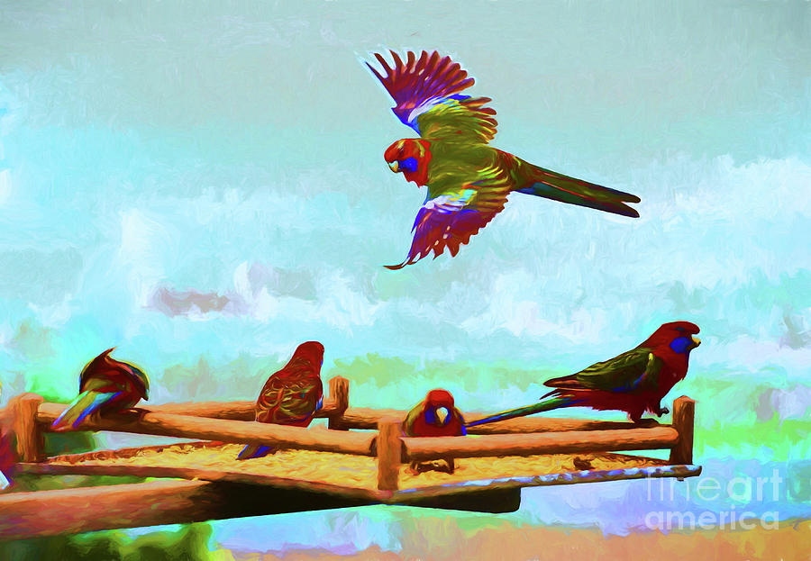 Rosellas Photograph by Sheila Smart Fine Art Photography