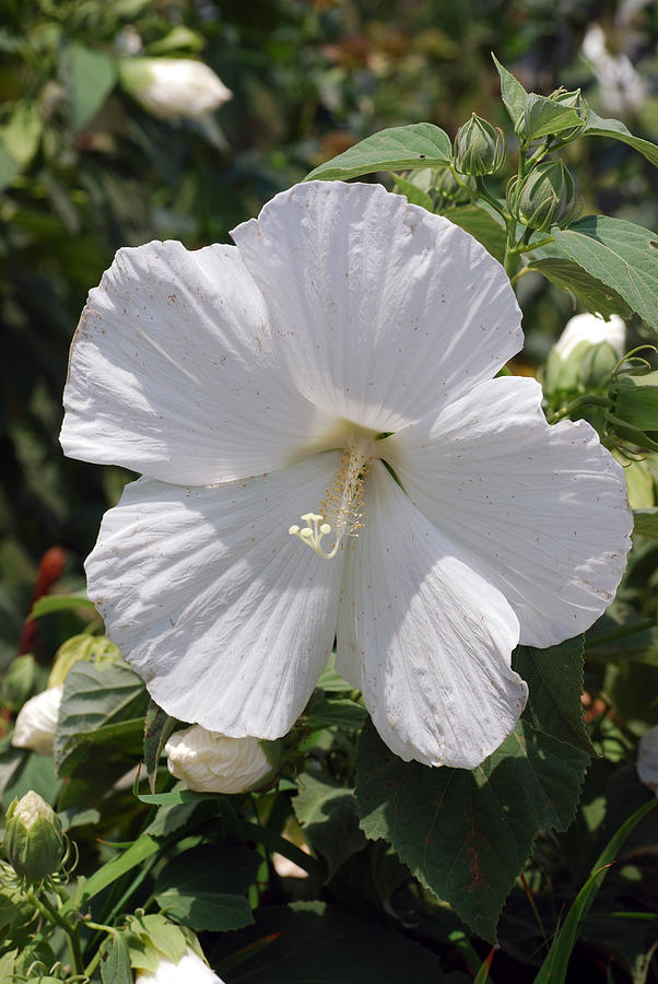 RoseMallow Photograph by Don Wright