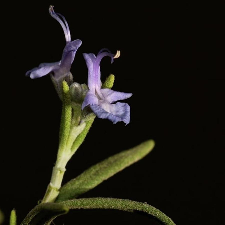 Nature Photograph - Rosemary by Awni Hussein