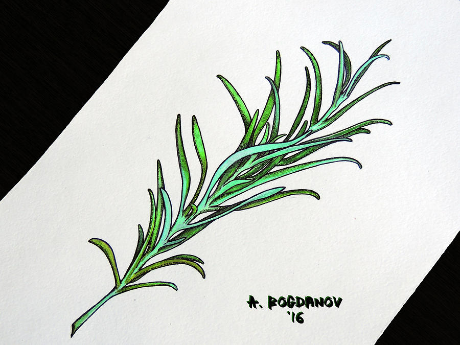 Rosemary Drawing : Rosemary pencil drawing by anna.repp on