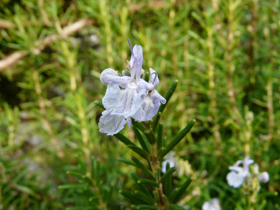 Rosemary Bloom Photograph by Valerie Ornstein