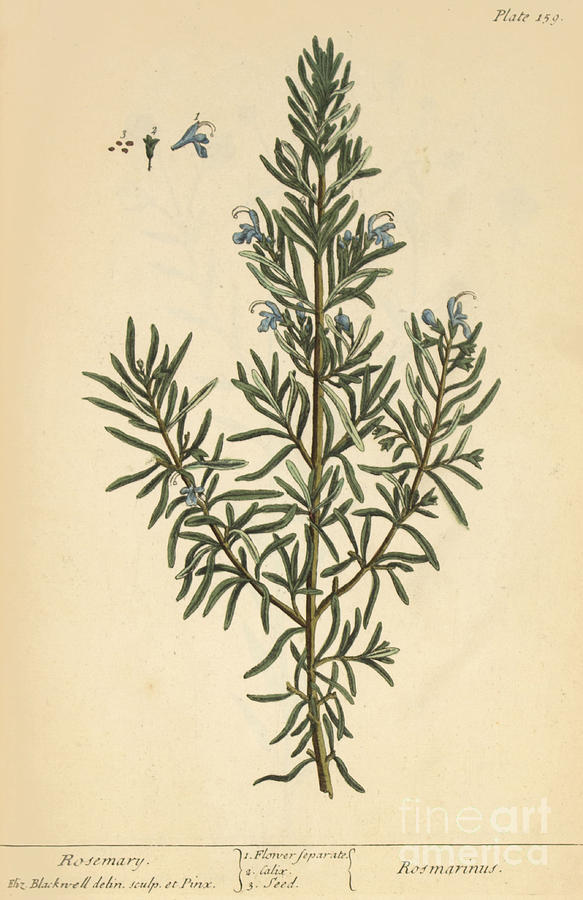 Rosemary, Medicinal Plant, 1737 Photograph by Science Source