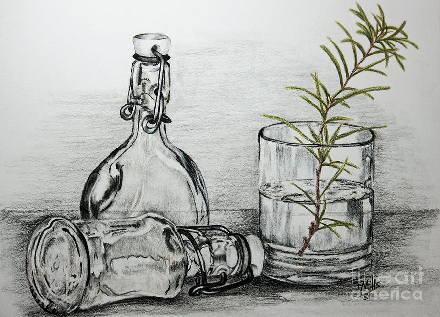 Bottle Drawing - Rosemary by Terri Mills