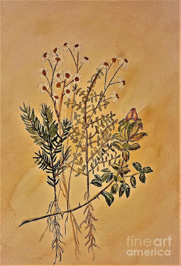 Rosemary, Thyme, Chamomile and Rose Bouquet Painting by ...