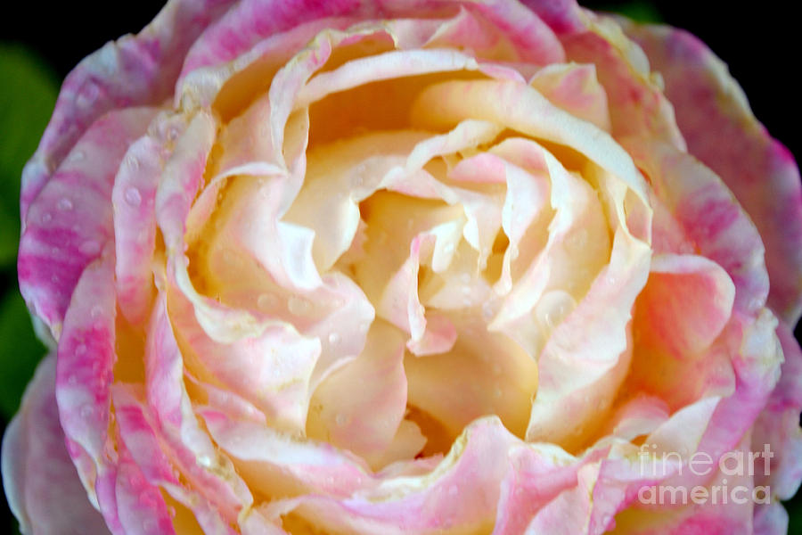 Roses 2 Photograph by Diane montana Jansson
