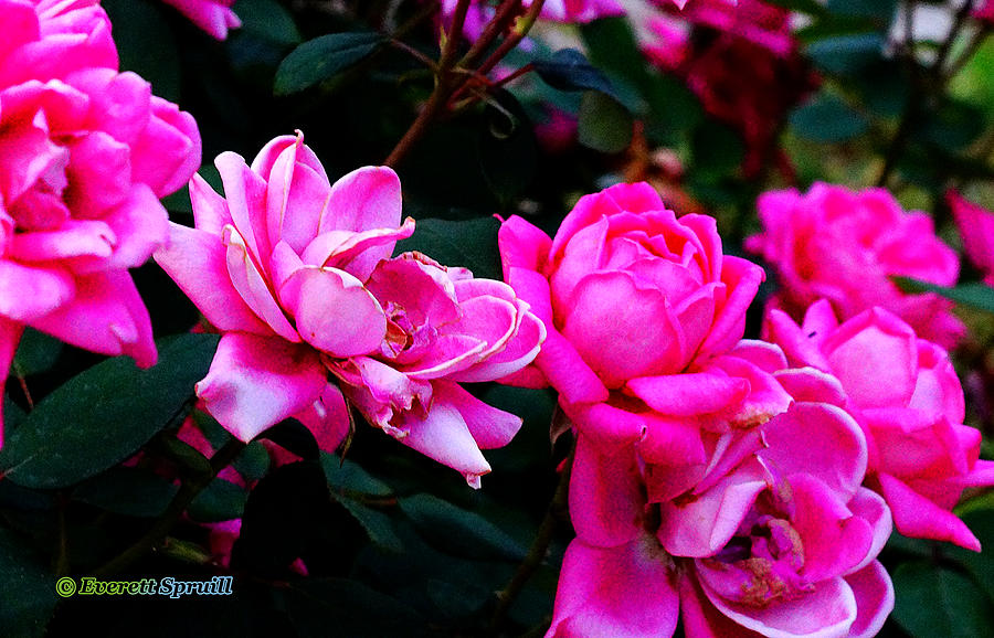 Roses 2 Photograph by Everett Spruill