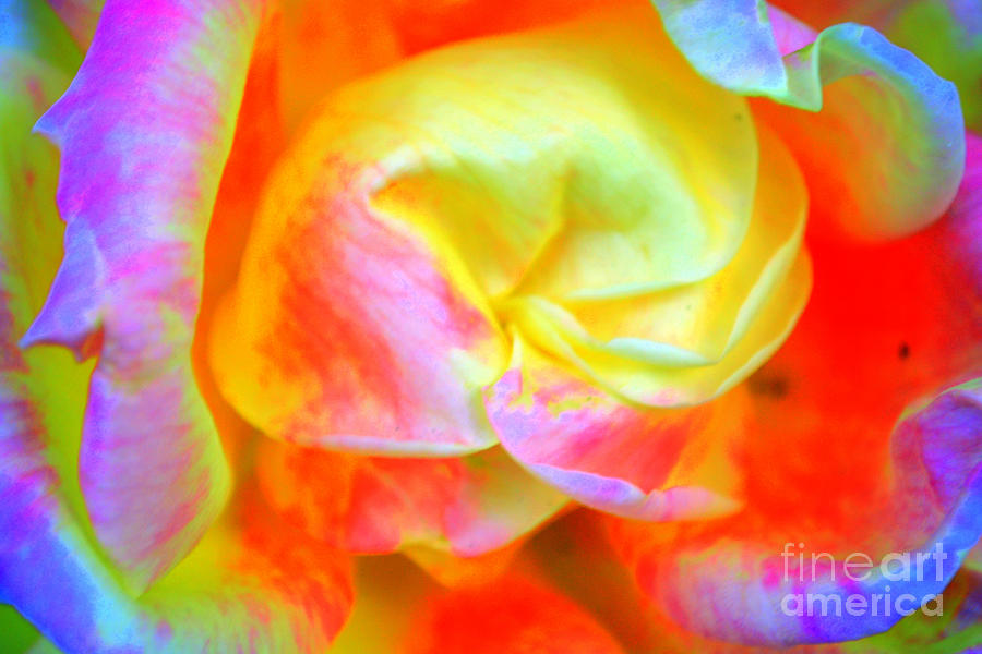 Roses 3 Photograph by Diane montana Jansson