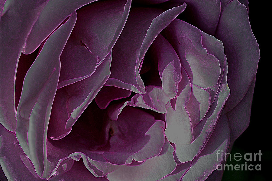Roses 7 Photograph by Diane montana Jansson