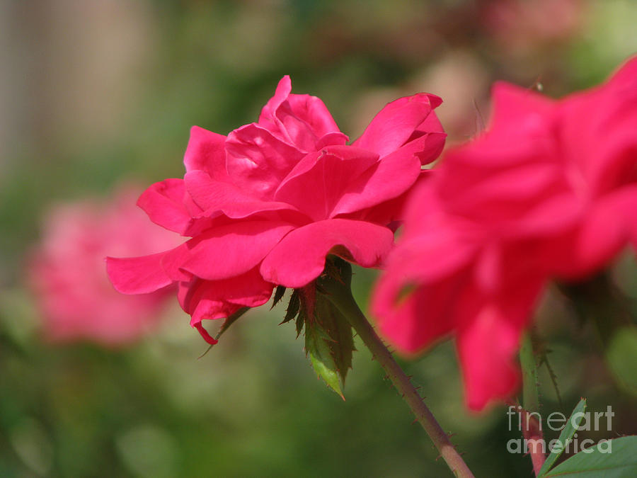 Rose Photograph - Roses by Amanda Barcon Rose Photograph - Roses by Amanda Barcon