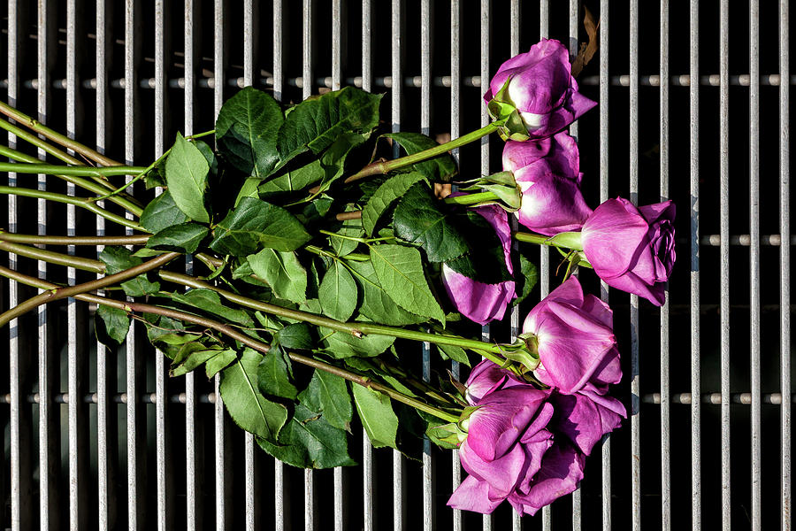 Roses and Grate Photograph by Robert Ullmann