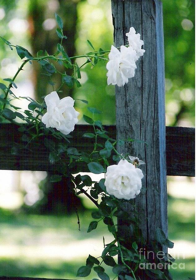 Roses and Post Photograph by Charles Robinson