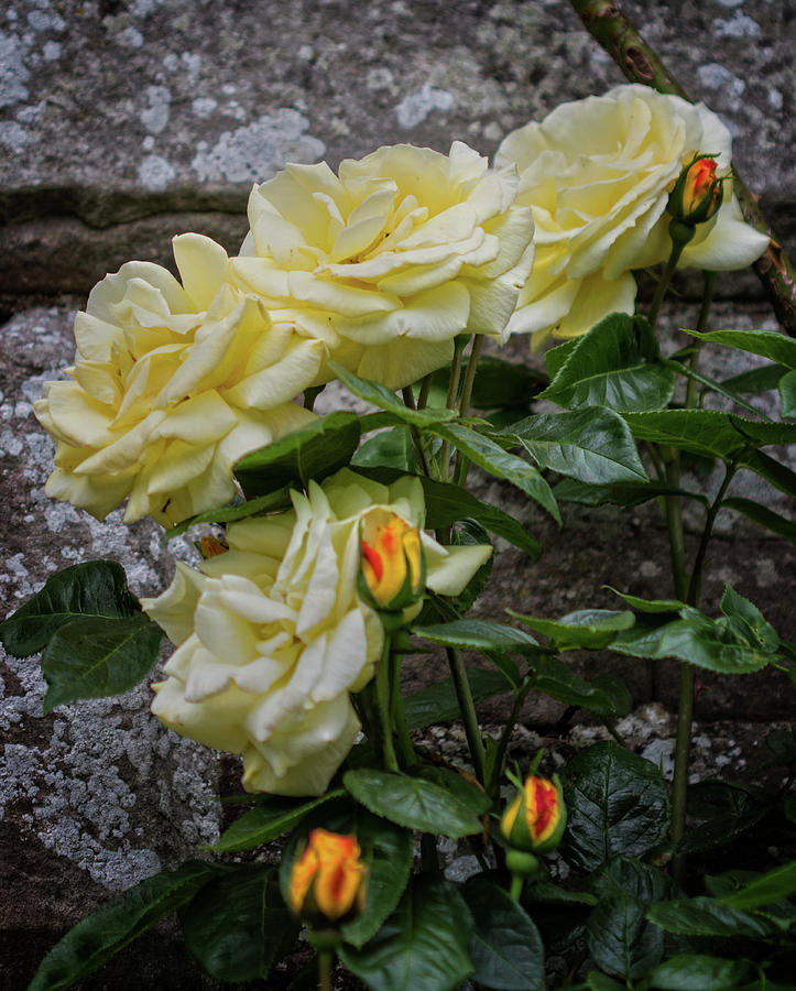 Roses and Rock Photograph by Robert Pilkington