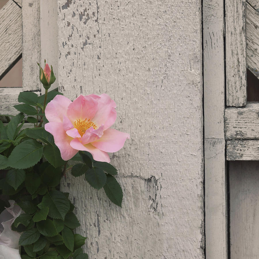 Roses and Wood Photograph by Kim Hojnacki