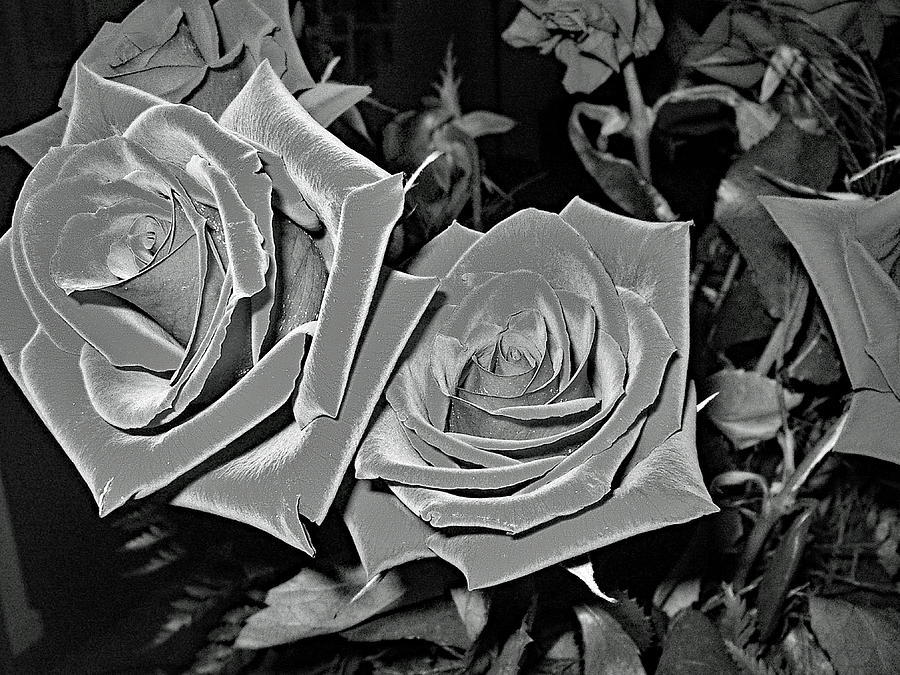 Roses are.... Photograph by John Schneider