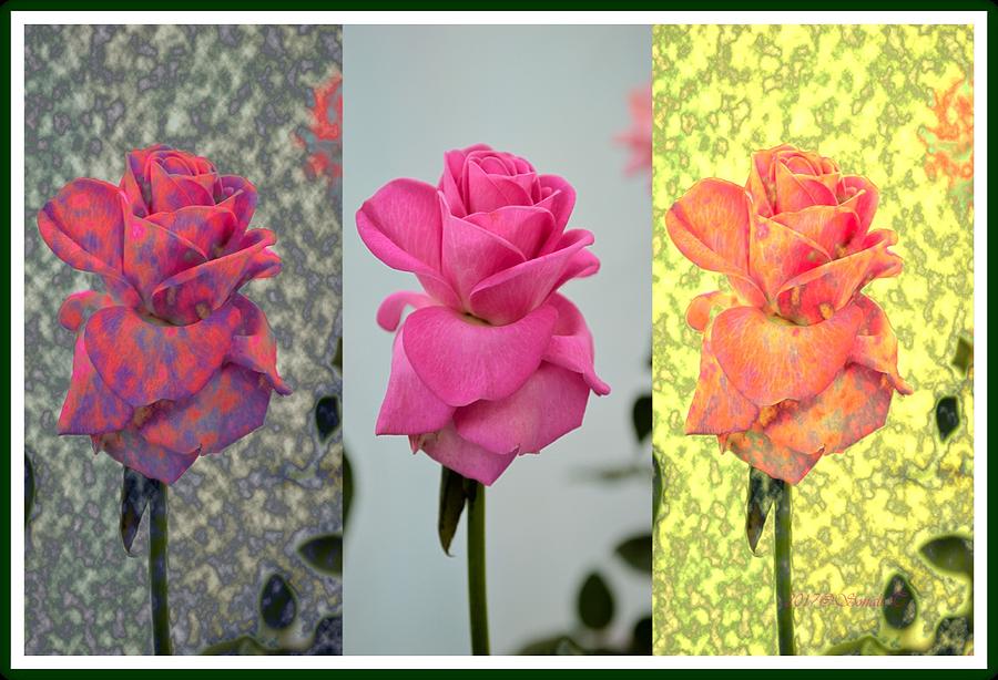Roses Are Pink.. Digital Art by Sonali Gangane