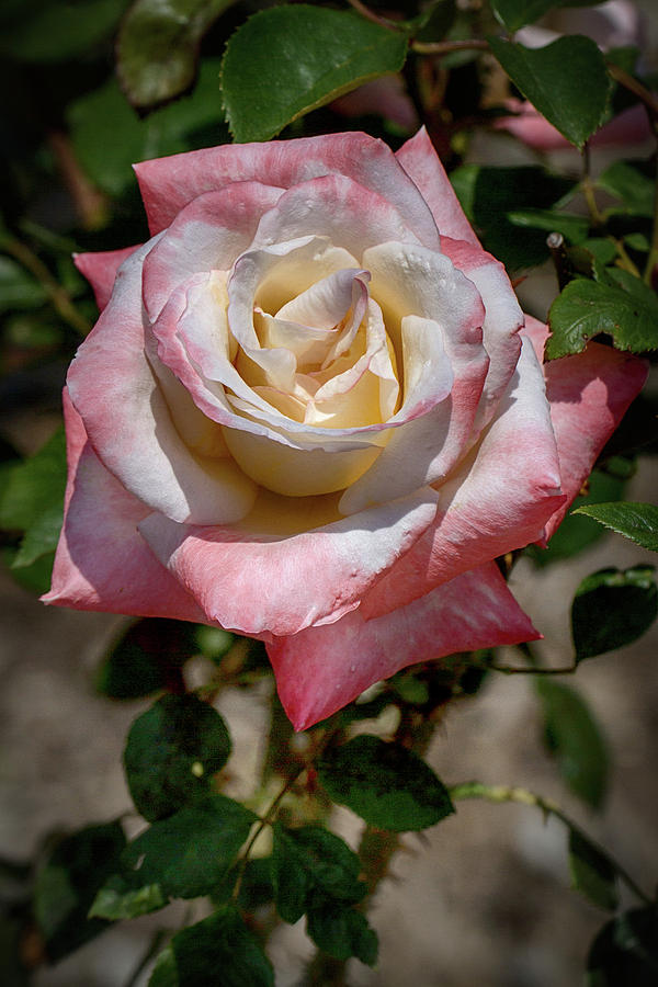 Roses Are Red and White and Yellow Photograph by John Haldane