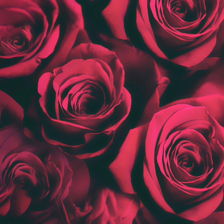 Rose Photograph - Roses are Red by Jessica Jenney