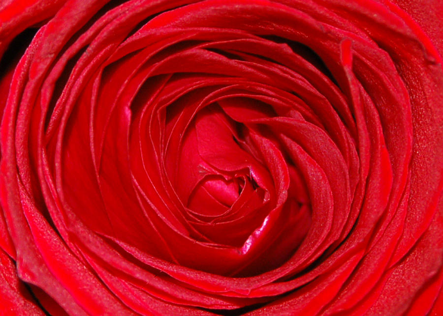 Flower Photograph - Roses Are Red by Jessica Manelis