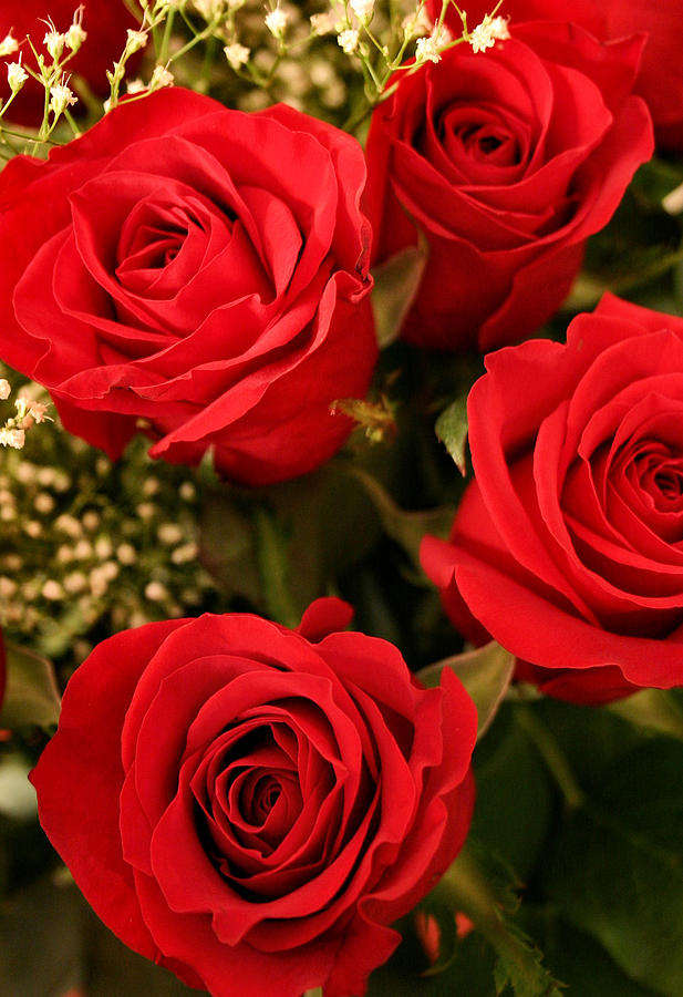 Rose Photograph - Roses are Red by Kristin Elmquist