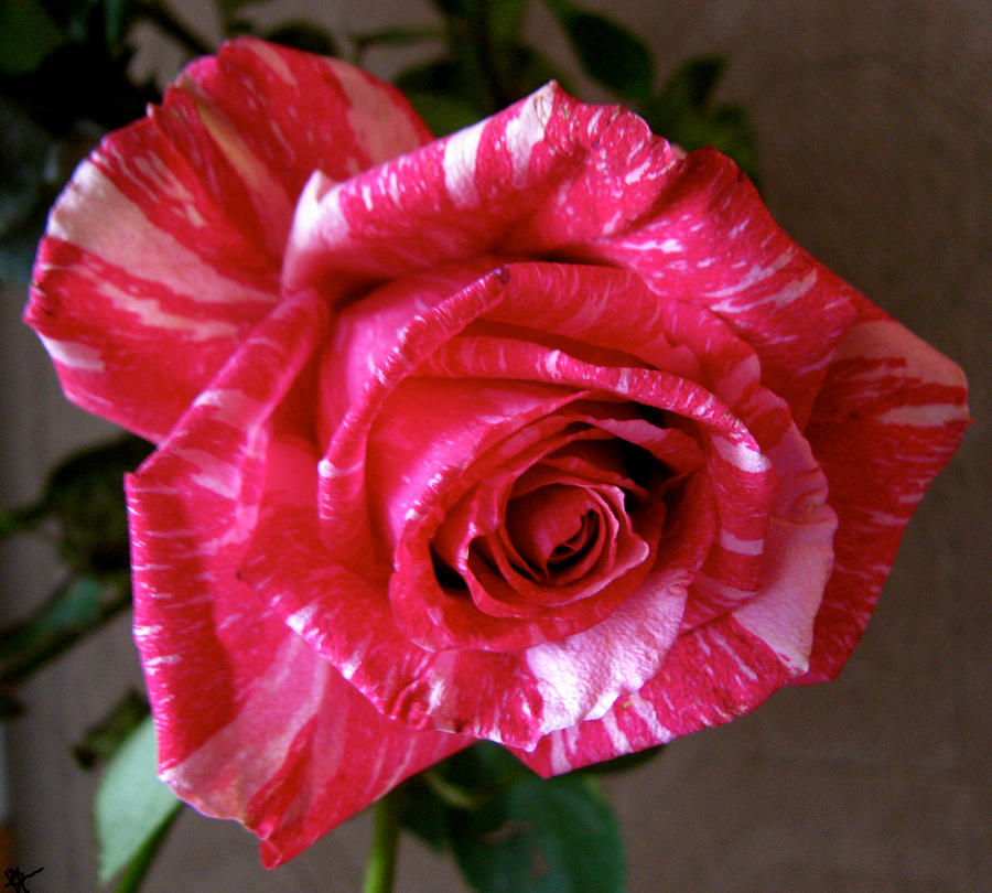 Roses Are Red Right Photograph by Debra     Vatalaro