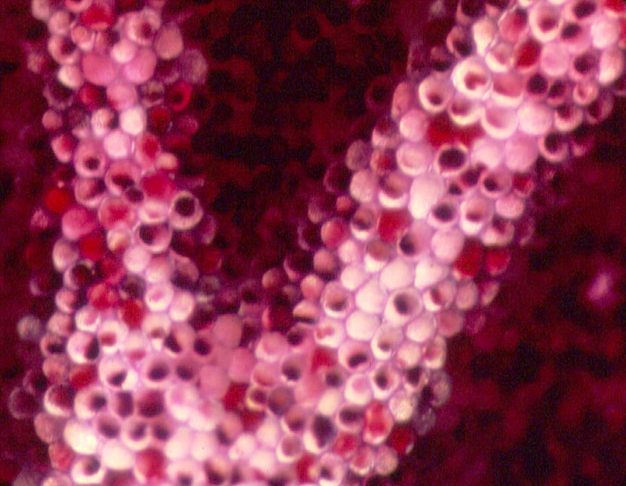Roses are red - rose petal by Sondra Barrett Roses are red - rose petal by Sondra Barrett