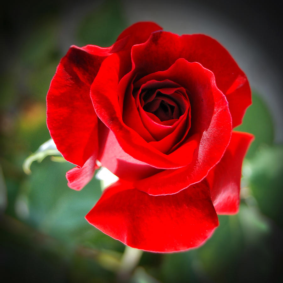 Roses are Red Photograph by Sandra Selle Rodriguez
