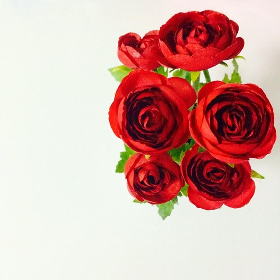 Roses Are Red, Violets Are Blue. Sugar Photograph by Hilda Kurniawati