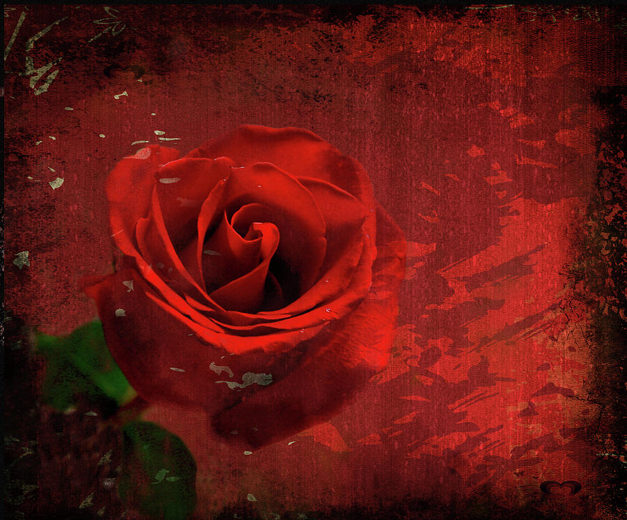 Roses are still red Photograph by Bonnie Willis