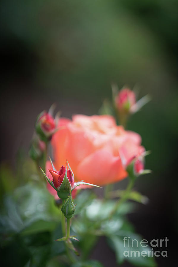 Roses Around Photograph by Mike Reid