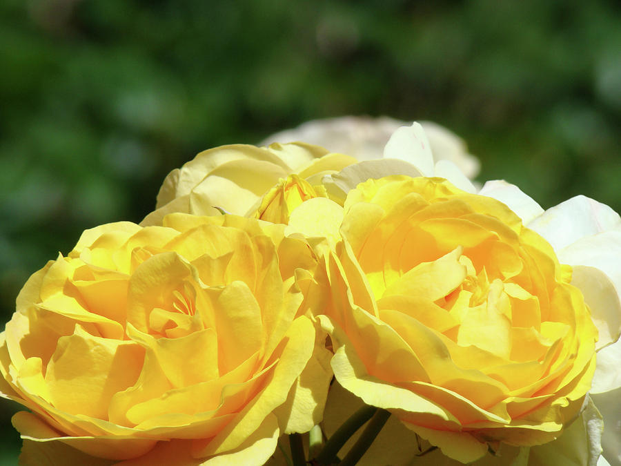 ROSES Art Prints Canvas Sunlit Yellow Rose Flowers Baslee Troutman Photograph by Patti Baslee