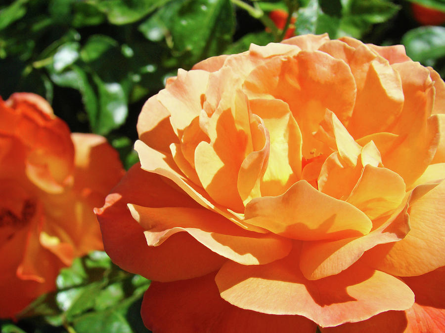 ROSES Art Prints Orange Rose Flower 11 Giclee Prints Baslee Troutman Photograph by Patti Baslee
