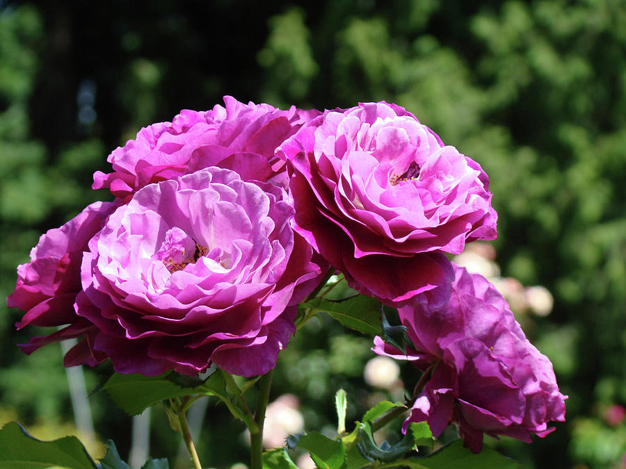 ROSES Art Rose Garden Pink Purple Floral Prints Baslee Troutman Photograph by Patti Baslee