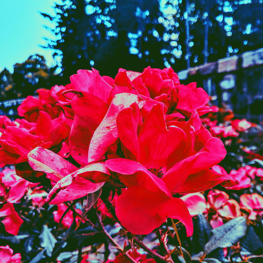 Roses at Mont Alto Photograph by Paul Kercher