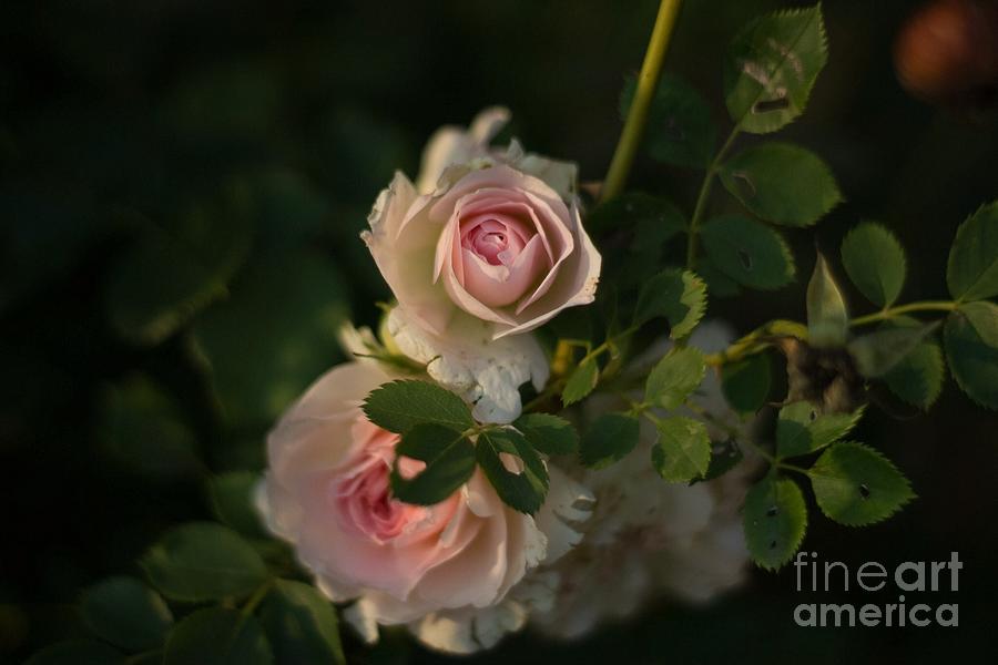 Roses At Sunset Photograph