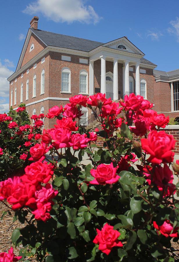Roses at the Court House 3 Photograph by Joseph C Hinson