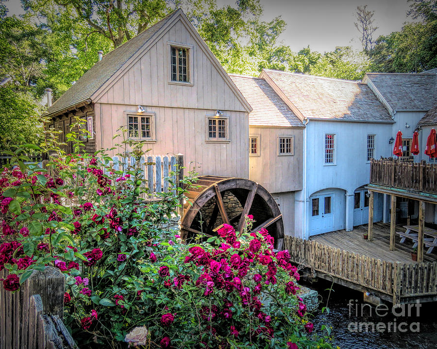 Roses at the Plimoth Grist Mill Photograph by Janice Drew