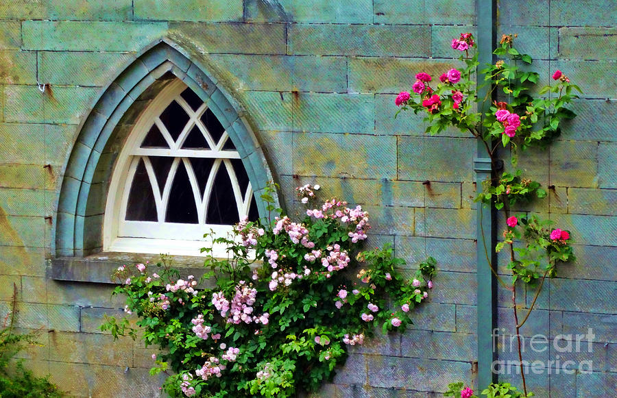 Roses at the Window Photograph by Judi Bagwell