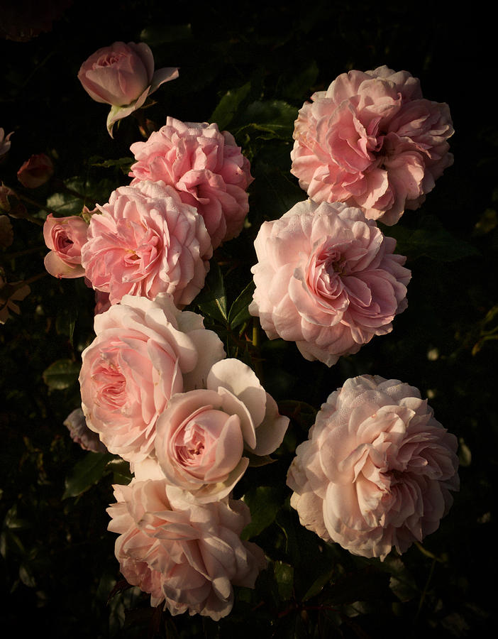 Roses Aug 2017 Photograph by Richard Cummings