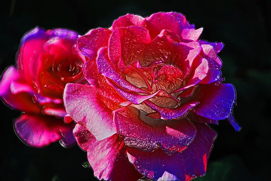 Roses Photograph by Bill Jonscher