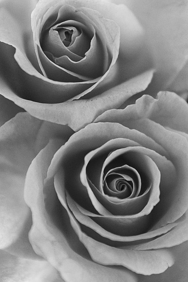 black and white photography with color roses