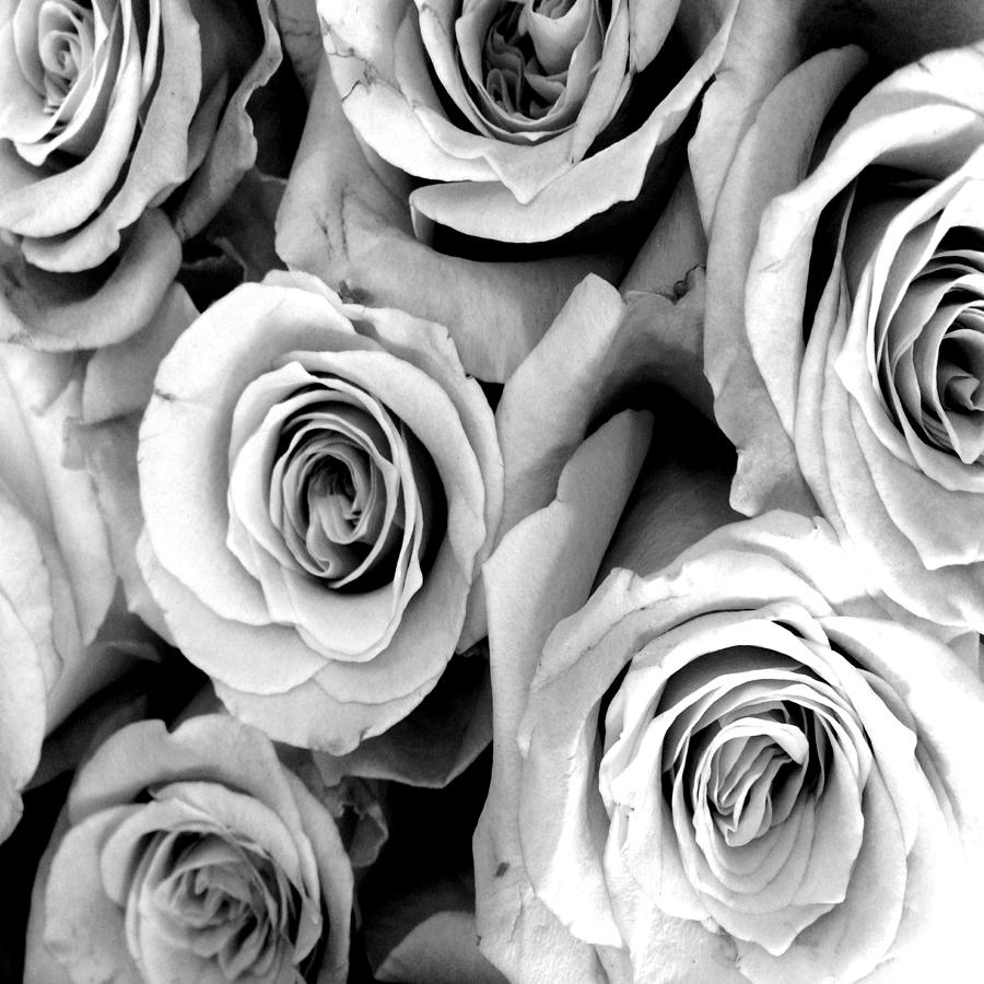 Roses - Black and White Photograph by Marianna Mills