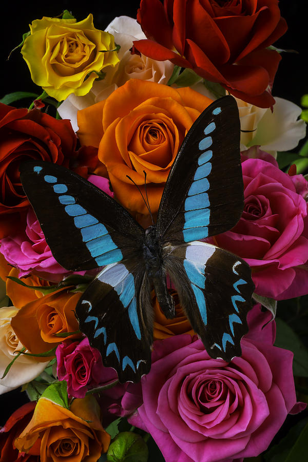 Rose Photograph - Roses Bouquet With Blue Butterfly by Garry Gay