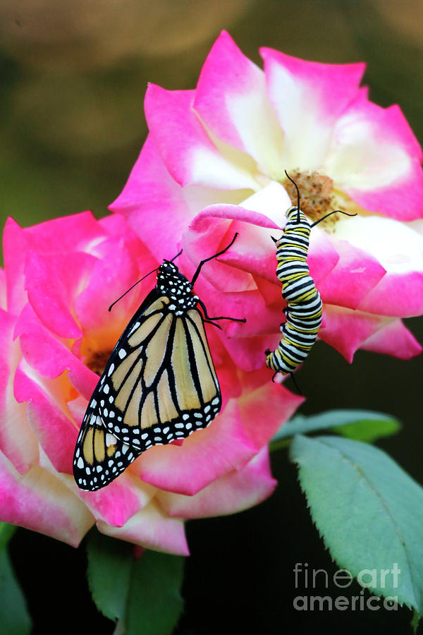 Roses Butterfly and Caterpillar Photo Photograph by Luana K Perez