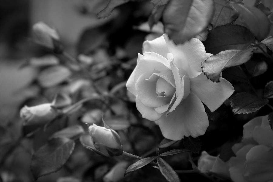 Roses - bw Photograph by Beth Vincent