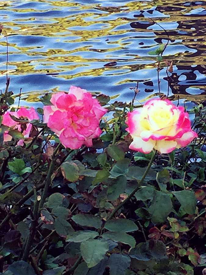 Roses By The Water Photograph