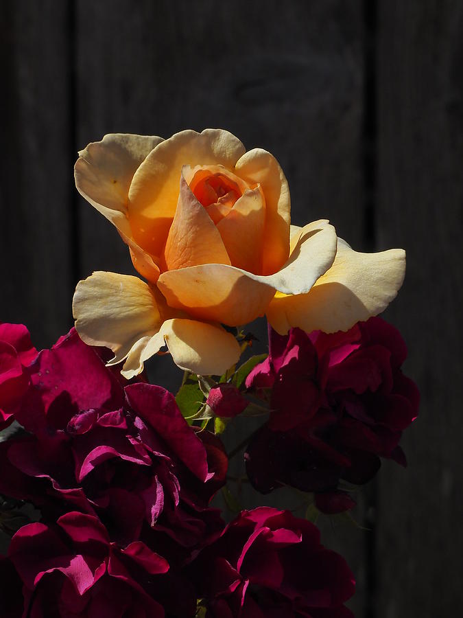 Roses Crimson and Gold Photograph by Richard Thomas
